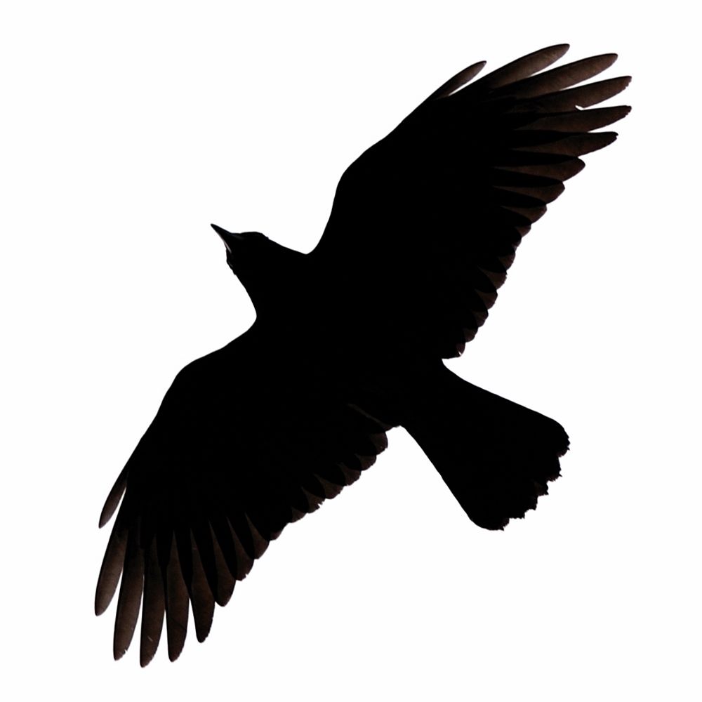 1000x1000 Crow Silhouette