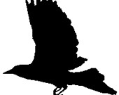 170x135 Items Similar To Flying Black Bird Silhouette Cross Stitch Pattern