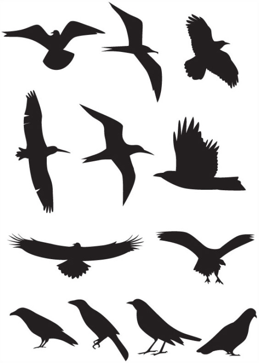 520x727 Best Photos Of Flying Bird Silhouette Template