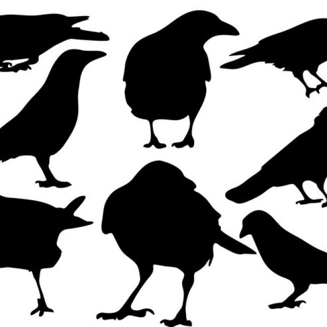 650x650 Free Vector Free Raven Silhouette Vector