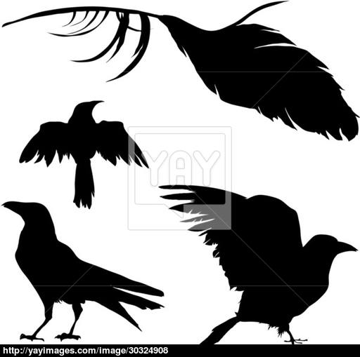 512x509 Crows And Ravens Vector Silhouettes Vector