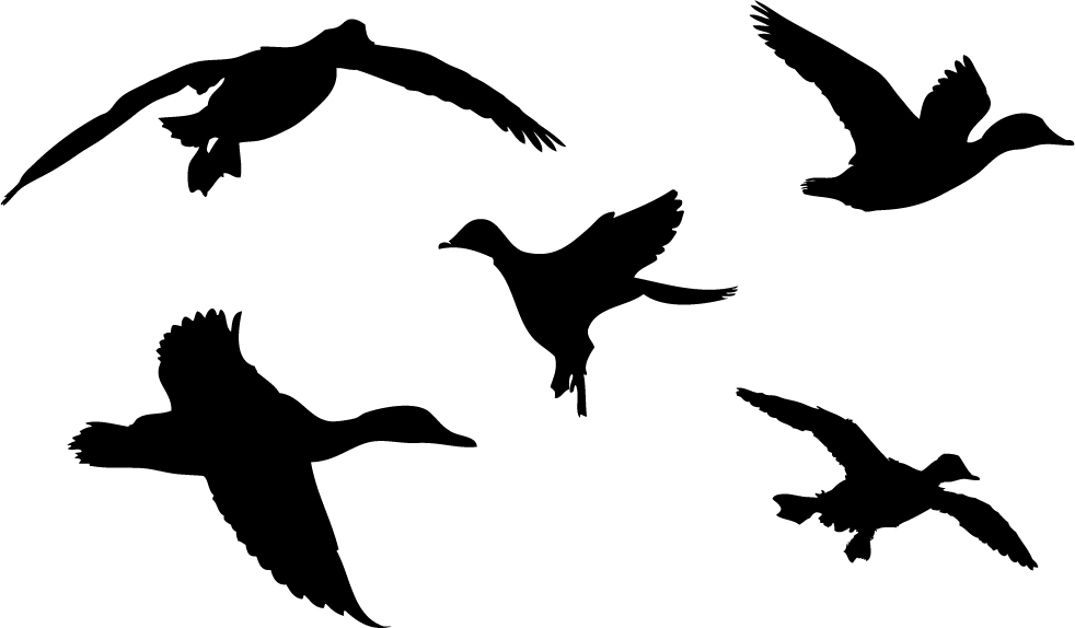 982x574 Free Images Of Ducks, Hanslodge Clip Art Collection