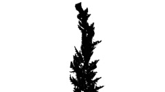 240x134 Bald Cypress Deciduous Tree Taxodium Distichum Silhouette