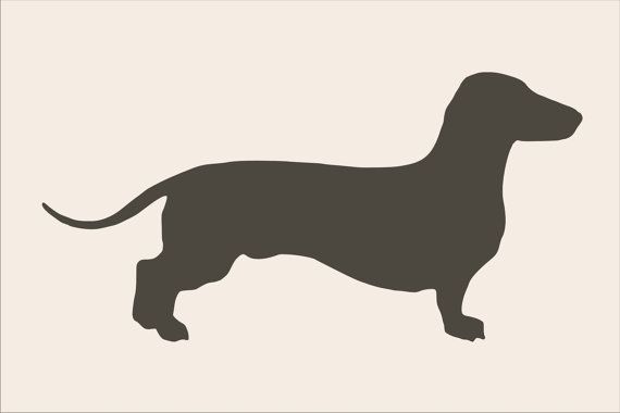 570x380 Dachshund