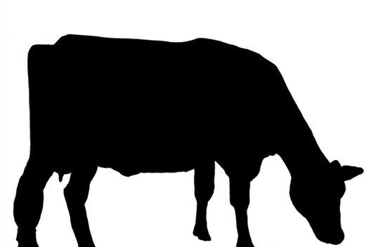 528x352 Cow Silhouette Black Cow, Original Drawing Canvas Prints By