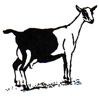 342x336 Alpine Goat Clipart