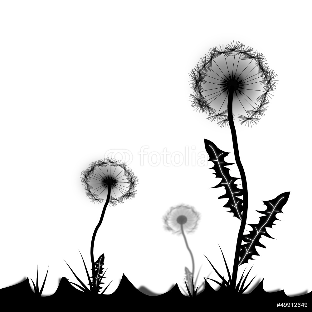 1000x1000 Pusteblume Im Sw Umriss Freigestellt Wall Sticker Wall