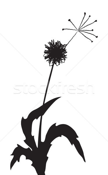 371x600 Dandelion Vector Illustration Dmitriy Shironosov (Pressmaster