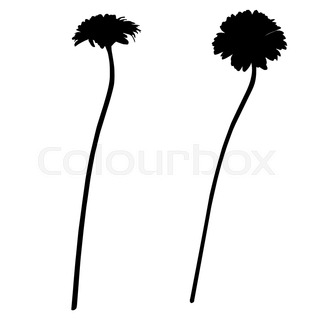 320x320 Gerbera Stencil Silhouette Isolated On White Stock Vector