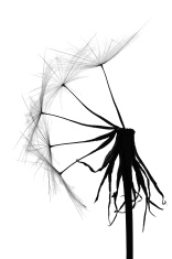 156x235 Dandelion Silhouettes On A Grunge Stock Vector