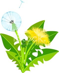 239x299 Dandelion With Snowflakes Premium Clipart