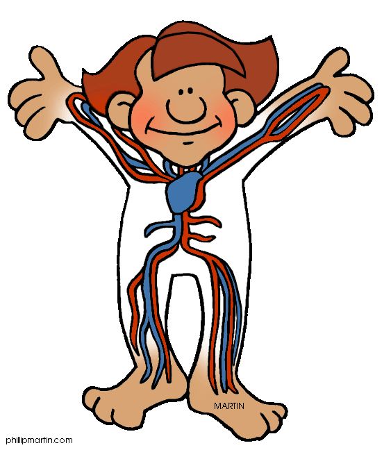 563x648 Free Clipart Human Body