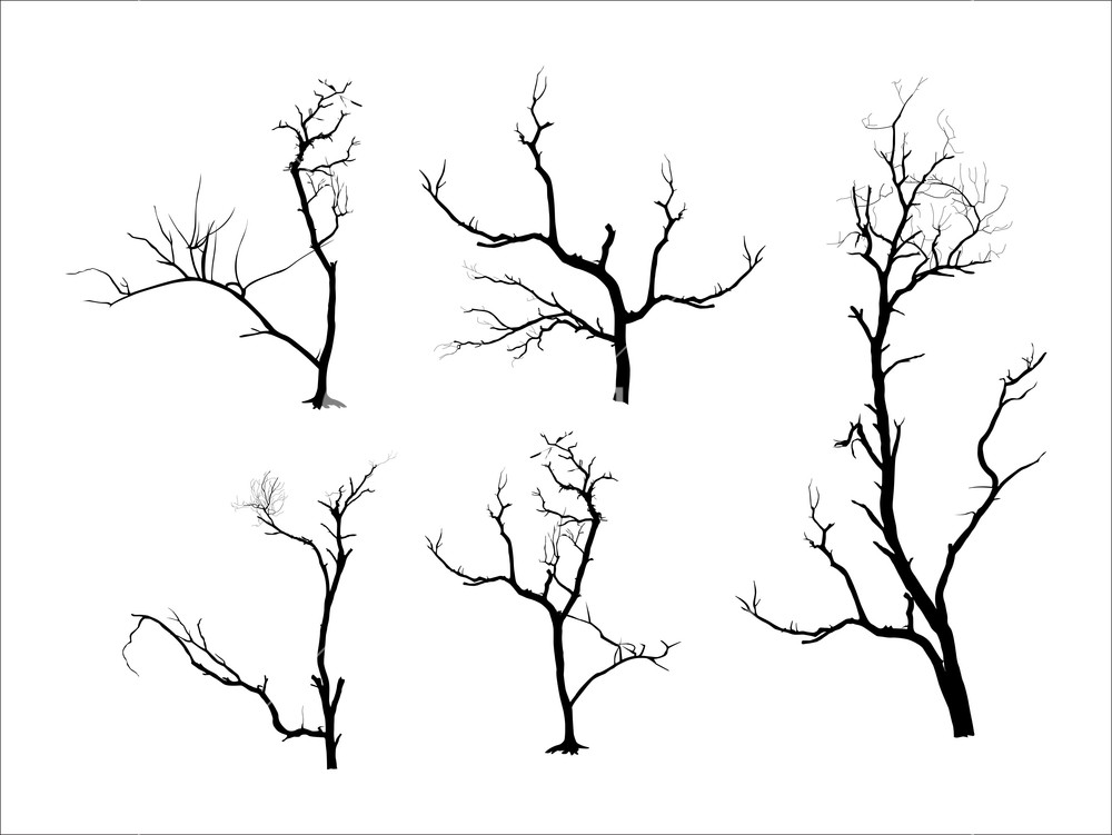 1000x751 Dead Tree Silhouettes Royalty Free Stock Image