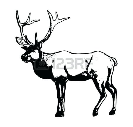 450x428 Deer Outline Stock Images Royalty Free Images Vectors Beautiful