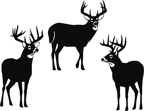 612x471 White Tailed Deer Clipart Vector