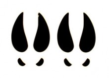 220x158 Deer Tracks Decal