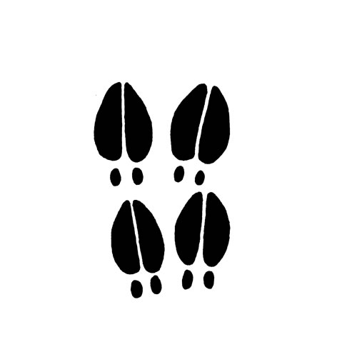 500x500 Deer Tracks Lve Decal