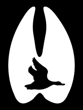 288x380 Track Duck Decal