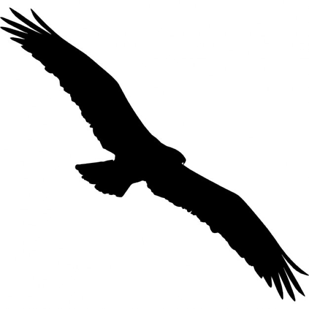 626x626 Silhouette Eagle Vectors, Photos And Psd Files Free Download