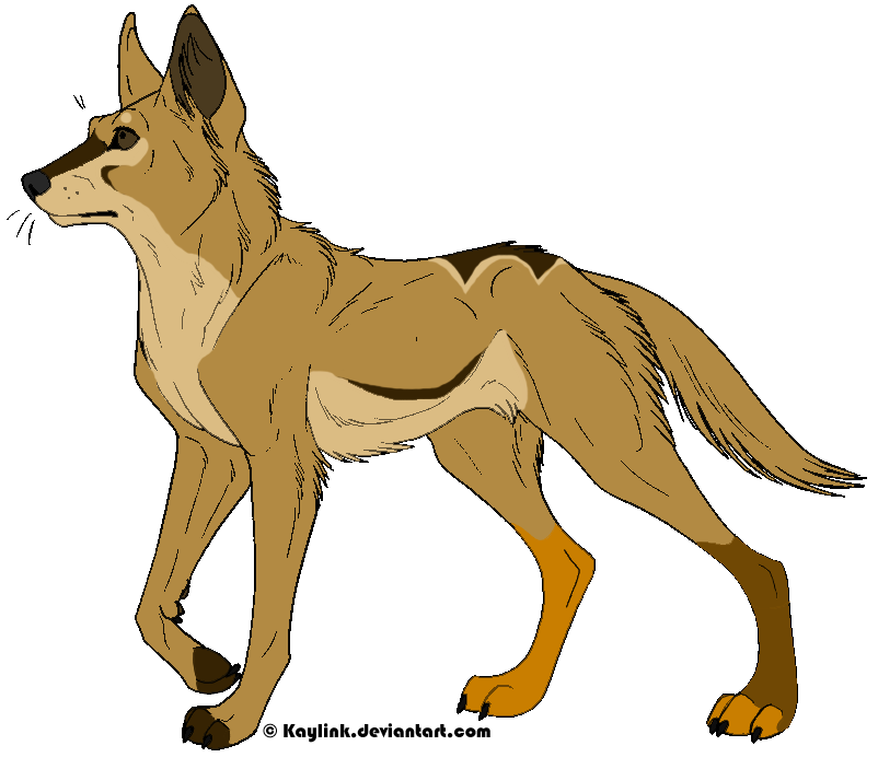 802x703 Dingo Clip Art