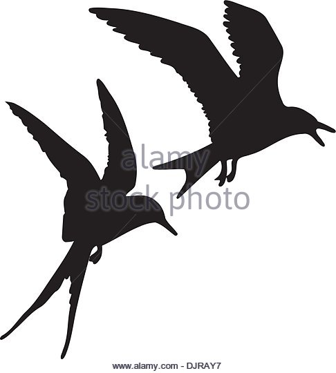 486x540 White Tern Stock Vector Images