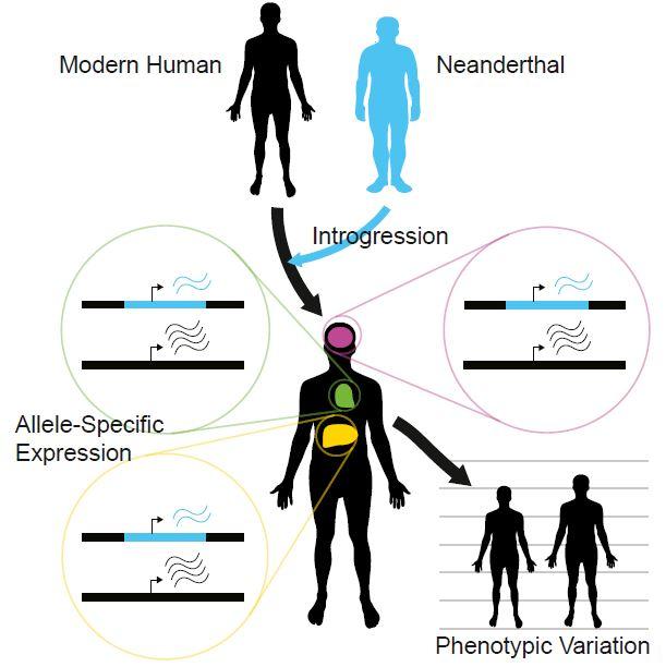 611x612 Neanderthal Dna Contributes To Human Gene Expression Eurekalert