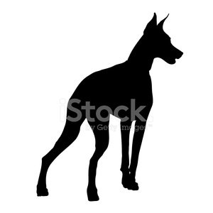 300x300 Doberman Silhouette Stock Vectors