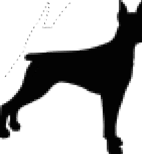 564x609 Dog, Canine, Animal, Physical, Doberman, Pet, Domesticated