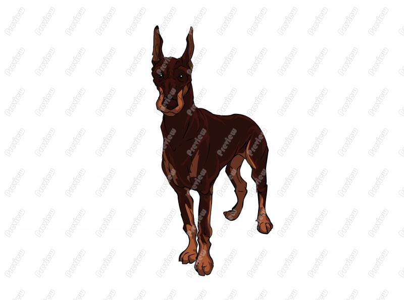 800x595 Doberman Pinscher Clipart Real Dog