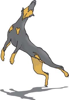 240x350 Doberman Vector 2, Vector Image