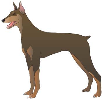 350x339 Doberman Vector 8, Free Vector