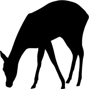 300x299 Deer Doe Fawn