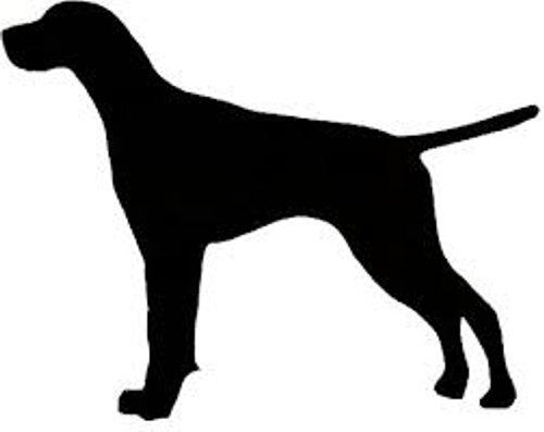 500x397 Pointer English Or German Shorthair Dog Canine Profile