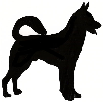 404x401 Border Collie