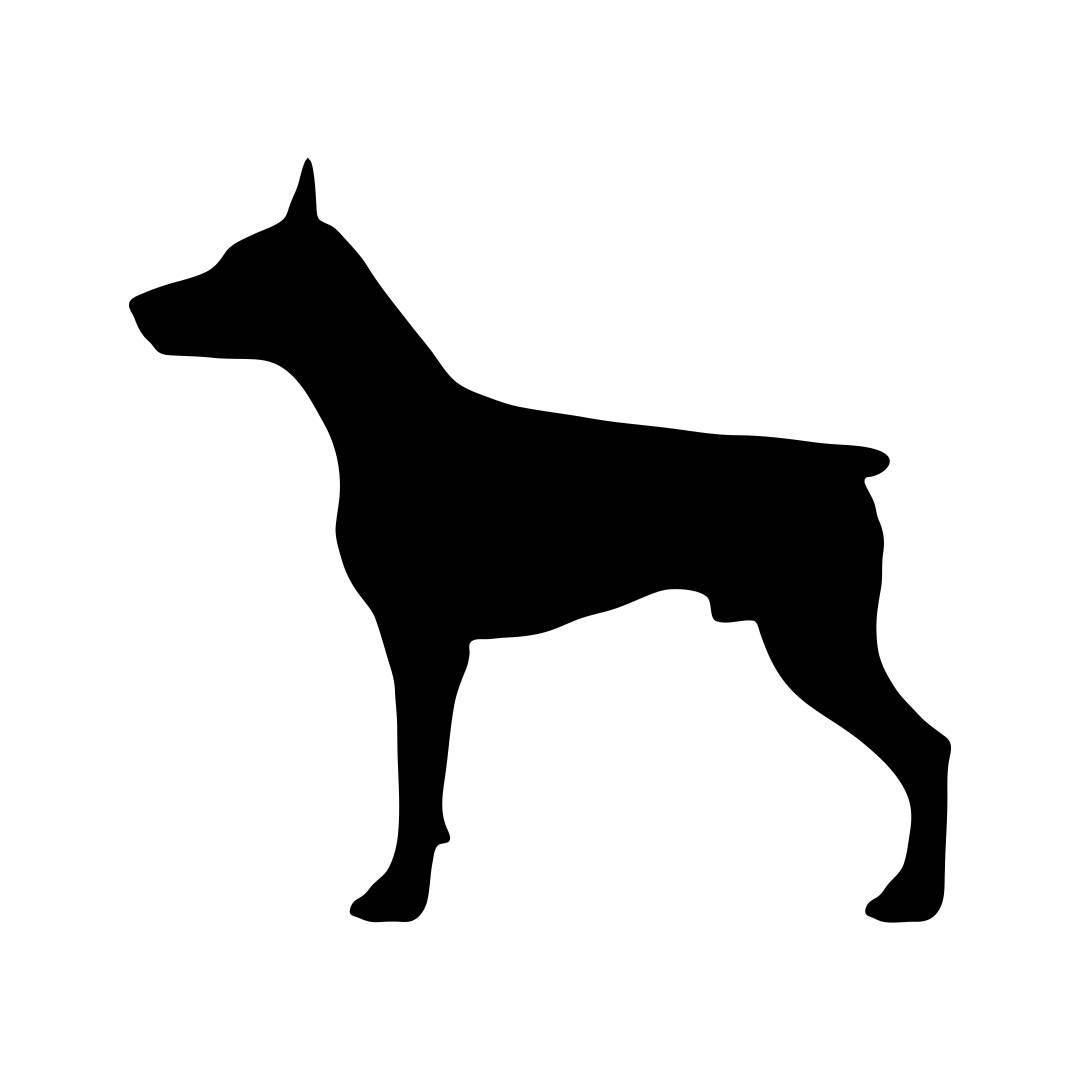 1080x1080 Doberman Svg Dog Animal Graphics Dxf Eps Png Cdr Ai Pdf Vector Art