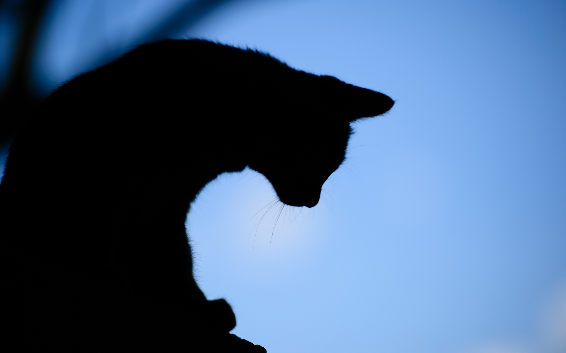 1920x1200 Download Cat Silhouette Wallpaper Gallery