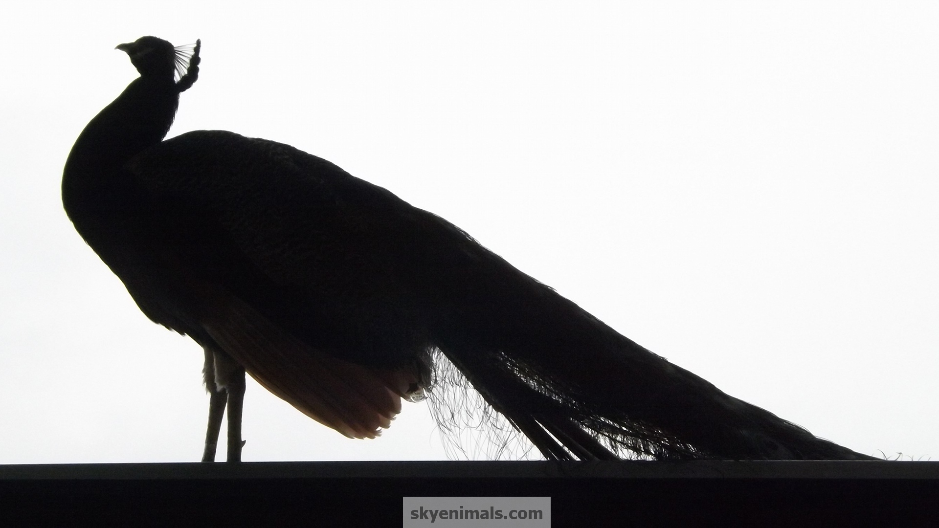 1920x1080 Wallpaper Peacock Images