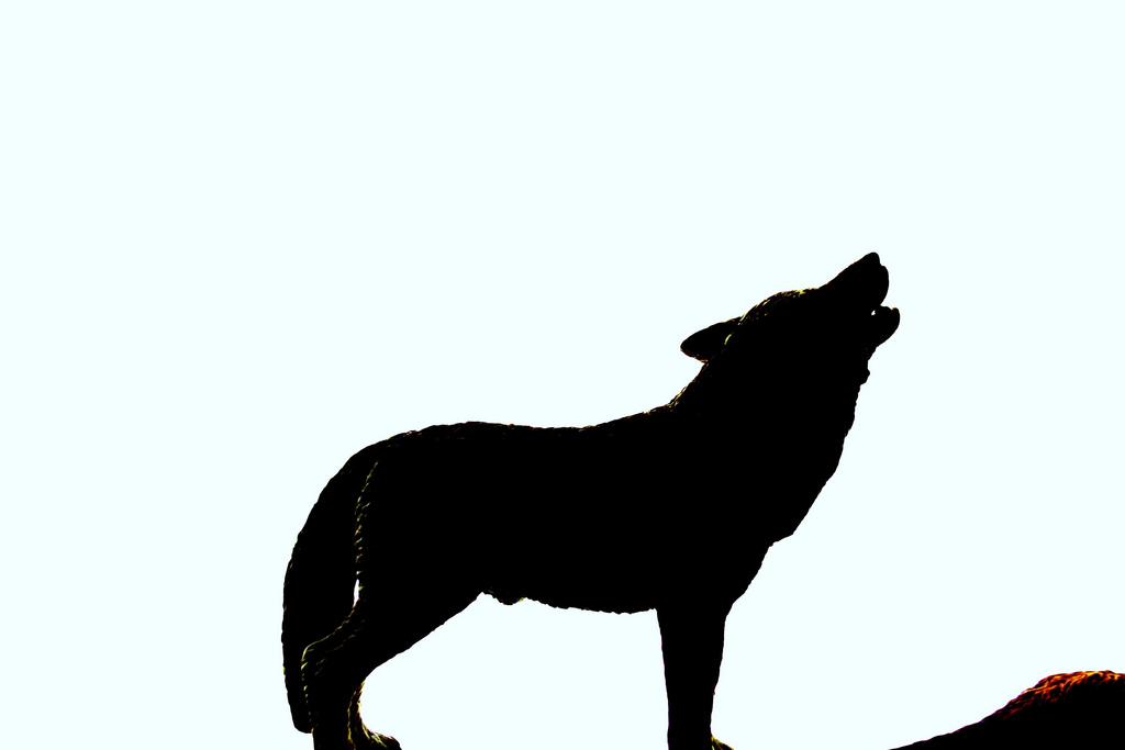 1024x683 The World's Best Photos Of Silhouette And Werewolf