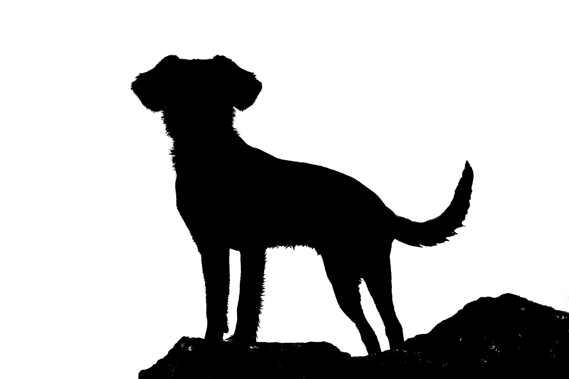 1920x1280 Silhouette Of Dog Free Stock Photo