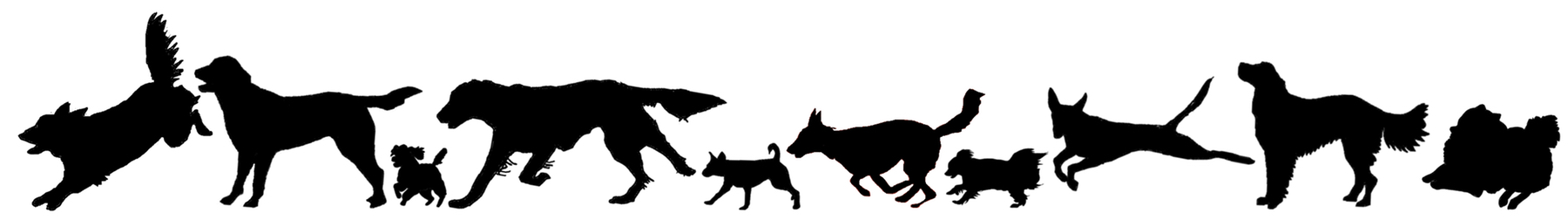 1800x252 Explanation Of Fun Dog Activities Seminars Amp Workshops Dog