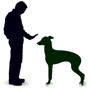 300x298 Greyhound Information