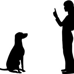 250x250 Bad Dogs Gone Good