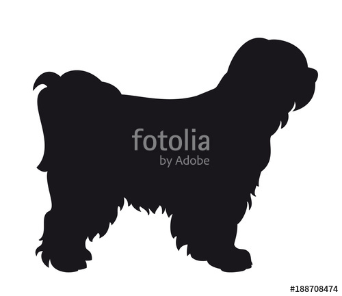 500x433 Tibet Terrier Dog