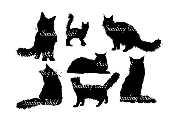 570x403 Maine Coon Cat Silhouette Svg Clipart Mainecoon Kitten Vector