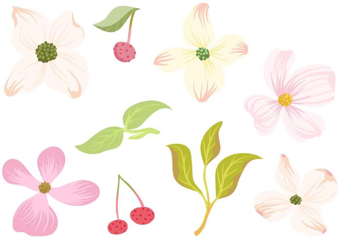 700x490 Free Dogwood Flowers Leaves Vectors