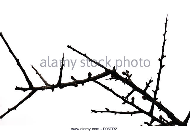 640x446 Twigs With Buds Stock Photos Amp Twigs With Buds Stock Images