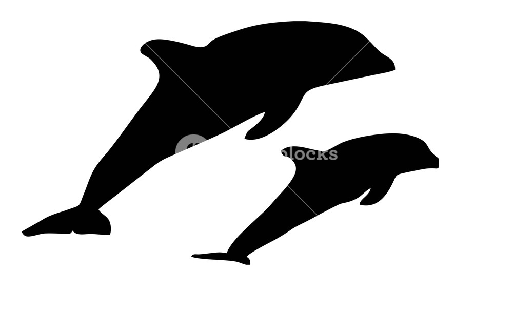 1000x602 Dolphin Silhouette On A White Background Royalty Free Stock Image