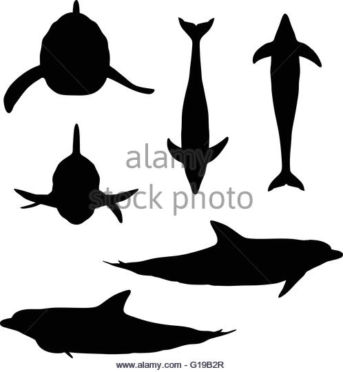 498x540 Vector Image Dolphin Silhouette Isolated Stock Photos Amp Vector