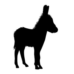 240x240 Search Photos Donkey