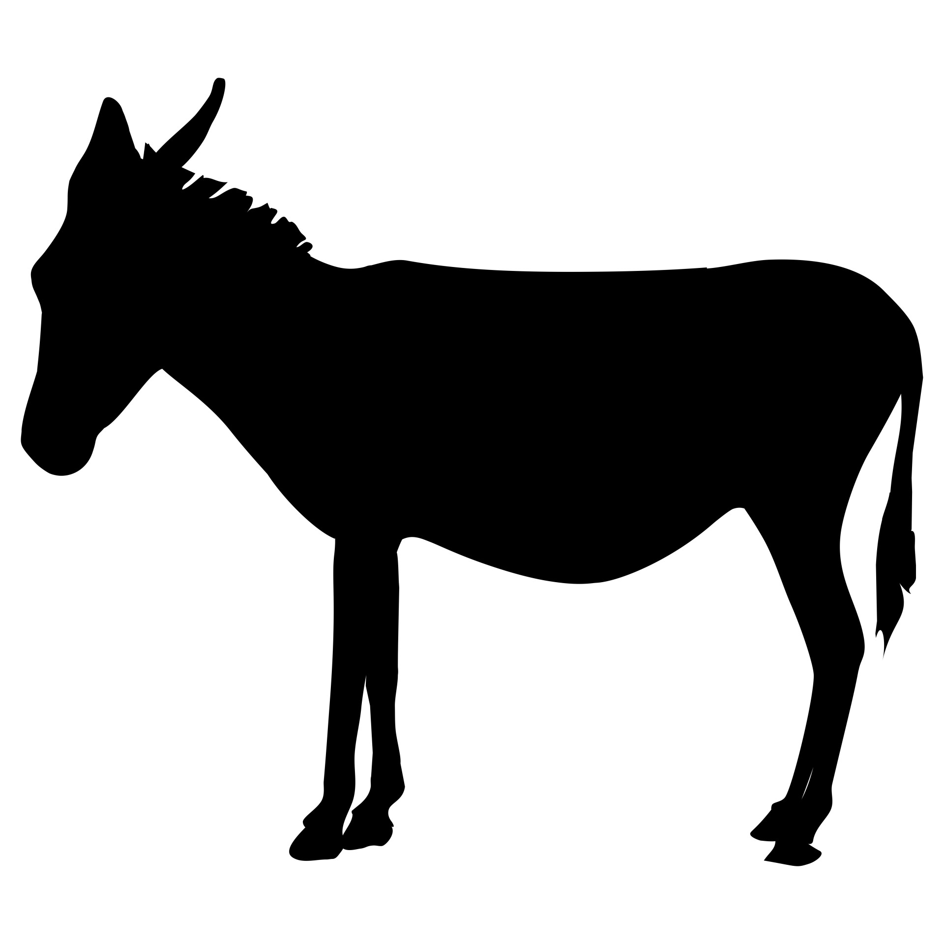1920x1920 Donkey Free Stock Photo
